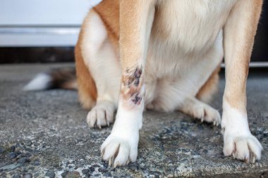 A close up view of a hot spot healing on the front paw of a dog. The skin has healed over, and fur is starting to grow again.  clipart