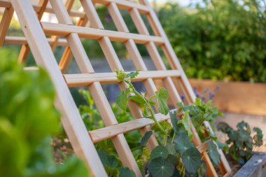 Trellises alanı maksimuma çıkarabilir ve bir bahçede verim sağlayabilir. Bir sedir çardağı güzel bir ek olabilir ve ayrıca dikey alandan yararlanarak tırmanma ve sarmaşık bitkilerine önemli bir destek sağlayabilir.