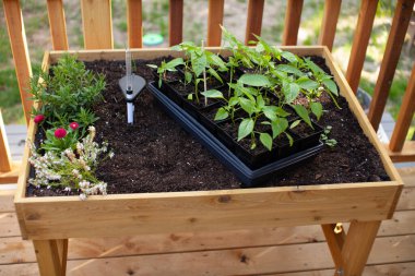 Yükselmiş, ayakta duran bir bahçe ekicisi baharda taze biber bitkisinin ekilmesine hazır. Bir fidan tepsisi tepside, toprağa ekilmeyi bekliyor..