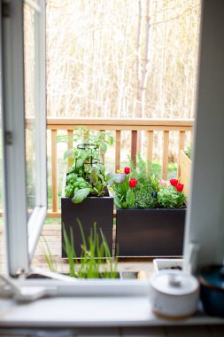 Mutfak penceresinden bakıldığında bahar laleleri, otlar ve sebzeler metal veranda çiftliklerine ekilmeye başlandı. Hasattan faydalanmak için bahçenizi mutfağınızın yakınında tutun..