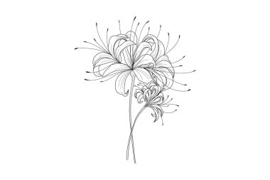 Minimum botanik örümcek zambağı sanatı. Düğün davetiyesi, tebrik kartı tasarımı ve dövme çizimi için elle çizilmiş tek renkli çiçek unsurları. Vektör illüstrasyonu.