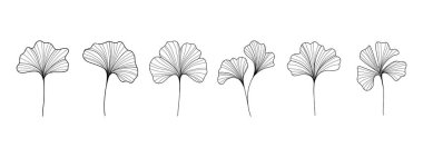 Ginkgo biloba taslağı. Soyut botanik ağaç yaprağı siluetleri, logo tasarımı için klasik Çin bitkisi unsurları. Vektör izole edildi.