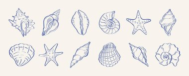 El yapımı deniz kabuğu koleksiyonu. Ana hatları deniz kabukları ve deniz yıldızları, klasik deniz çizimleri, istiridye rapanaları, kıyı bohem yaşam tarzı konsepti. Vektör seti.