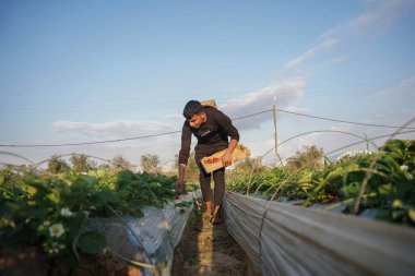 Filistinli çiftçiler çilek topluyor. 30 Kasım 2022, Gazze, Filistin: Filistinli çiftçiler Avrupa ve komşu ülkelere ihraç etmek için çilek topladılar. 