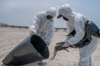 Lima 'da kuş gribi salgını. 6 Aralık 2022, Lima, Peru: Miraflores Belediyesi (Lima) Belediye Başkanı Luis Molina Arles, bugün itibarıyla banyocuların bölgedeki sekiz plaja erişiminin kısıtlandığını duyurdu.