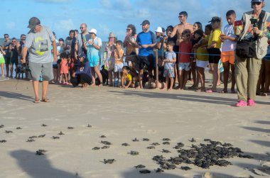 Deniz Kaplumbağaları Projesi. 11 Mart 2023, Maxaranguape, Rio Grande do Norte, Brezilya: Deniz Kaplumbağaları Projesi 11 Cumartesi günü Maxaranguape RN 'deki Caraubas plajında 100' den fazla şahin gagalı kaplumbağayı denize saldı.). 