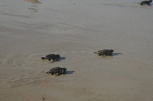 Deniz Kaplumbağaları Projesi Mart 2023 Maxaranguape Rio Grande Norte Brezilya — Stok fotoğraf