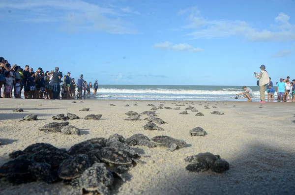 Havssköldpaddsprojektet Mars 2023 Maxaranguape Rio Grande Norte Brasilien Sea Turtles — Stockfoto