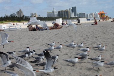 Miami Plajı manzarası. 31 Mart 2023, Miami, Florida, ABD: İnsanlar Cuma günü Miami Beach 'te temiz havanın, güneşlenmenin, yüzmenin, spor yapmanın ve bazı egzersizlerin keyfini çıkarırken görülüyor