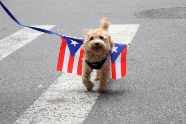 Ulusal Porto Riko Günü Geçidi. 11 Haziran 2023, New York, ABD: En büyük kültürel gurur gösterisi olan Ulusal Porto Riko Günü, New York 'taki 5. Cadde' de insanların dans ve tezahürat için sıraya girmesiyle gerçekleşir.