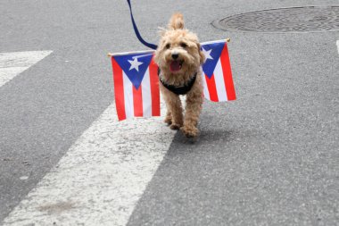 Ulusal Porto Riko Günü Geçidi. 11 Haziran 2023, New York, ABD: En büyük kültürel gurur gösterisi olan Ulusal Porto Riko Günü, New York 'taki 5. Cadde' de insanların dans ve Cheerin caddelerinde sıraya dizilmesiyle gerçekleşti.