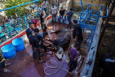 (Hac ayinlerinin bitiminden sonra Kurban Bayramı 'nın gelişini kutlamak için Gazze' de hayvan katledilmesi. 28 Haziran 2023, Gazze, Filistin: Gazze 'de, kurban edilmesine izin verilen inekleri ve hayvanları katlettiler.