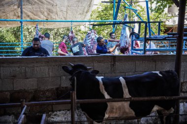 (Hac ayinlerinin bitiminden sonra Kurban Bayramı 'nın gelişini kutlamak için Gazze' de hayvan katledilmesi. 28 Haziran 2023, Gazze, Filistin: Gazze 'de, kurban edilmesine izin verilen inekleri ve hayvanları katlettiler.