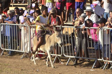 (Sao Goncalo do Amarante 'deki eşek yarışı. 5 Ağustos 2023, Sao Goncalo do Amarante, Rio Grande do Norte, Brezilya: Sao Goncalo do Amarante şehri tarım fuarı AGRO SACALO 