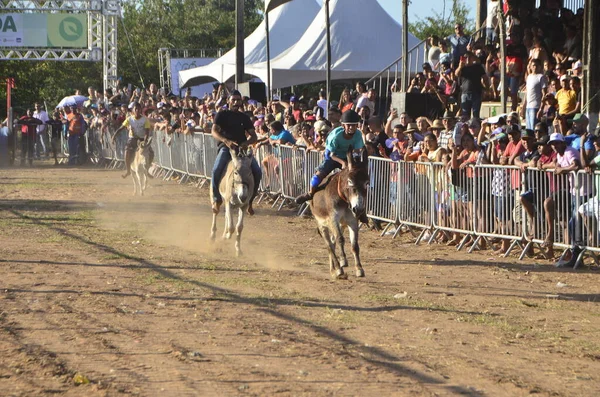 Int Donkey Race Sao Goncalo Amarante Augusti 2023 Sao Goncalo — Stockfoto