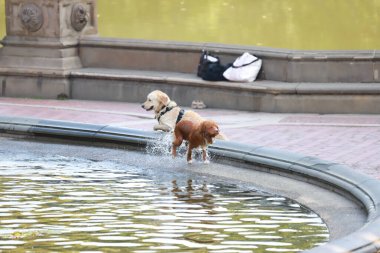 İnsanlar Central Park 'ta güneşli bir günün tadını çıkarıyor. 06 Ağustos 2023, New York, ABD: Hoş bir sıcaklıkla, insanlar parkta spor yaparken, koşarken, bisiklet sürerken ve koşarken görülüyorlar.