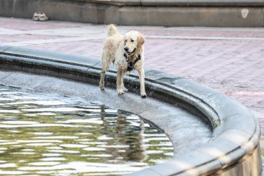 İnsanlar Central Park 'ta güneşli bir günün tadını çıkarıyor. 06 Ağustos 2023, New York, ABD: Hoş bir sıcaklıkla, insanlar parkta spor yaparken, koşarken, bisiklet sürerken ve koşarken görülüyorlar.