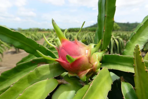 Vista Plantação Frutos Dragão Pitaya — Fotografia de Stock