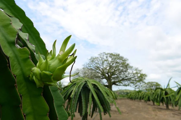 Drachenfrucht Oder Pitaya Plantage — Stockfoto
