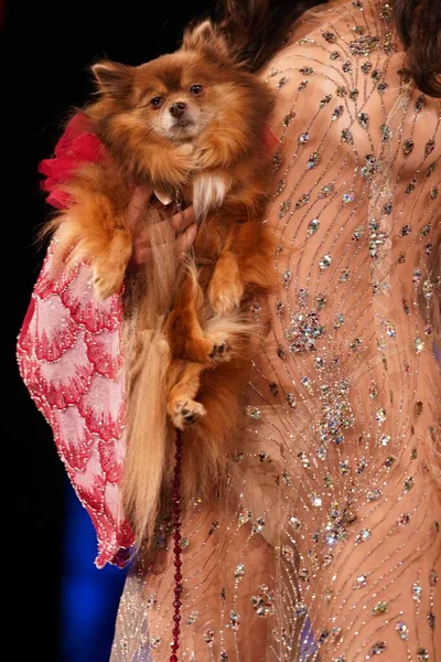 安东尼 鲁比奥夏季 2024年春犬装和女装系列 2023年9月9日纽约 在纽约的心脏地带 优雅的天使奥伦桑兹基金会 时尚界热切地聚集在一起 准备举办一个壮观的活动 — 图库照片
