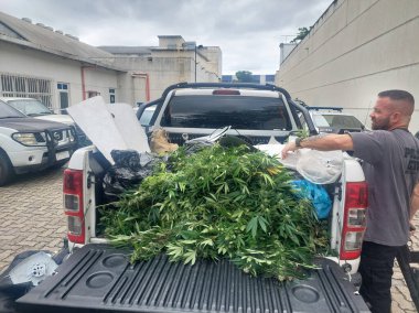 Rio de Janeiro (RJ), Brezilya 10.10.10.2023 - DRUGS / MAJUANA / RJ - Güvenlik güçleri Rio 'da uyuşturucu kaçakçılığına karşı yürütülen ortak operasyonların ikinci günü olan 10. Sabah, polis Complexo da Mare 'de devam etti.