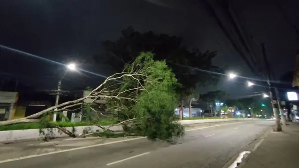 Sao Paulo Brazil 2023 Fallen Trees Central Corridor Avenida Boi — Stock Photo, Image