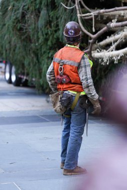 Noel ağacı Rockefeller Center 'a geliyor. 11 Kasım 2023, New York, ABD: Manhattan şehir merkezindeki Rockefeller Center Noel ağacının dün gece gelmesi tatil sezonunun başlangıcı oldu. Vestal 'dan selamlar. 