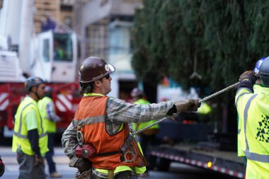 Noel ağacı Rockefeller Center 'a geliyor. 11 Kasım 2023, New York, ABD: Manhattan şehir merkezindeki Rockefeller Center Noel ağacının dün gece gelmesi tatil sezonunun başlangıcı oldu. Vestal 'dan selamlar. 