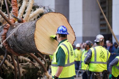 Noel ağacı Rockefeller Center 'a geliyor. 11 Kasım 2023, New York, ABD: Manhattan şehir merkezindeki Rockefeller Center Noel ağacının dün gece gelmesi tatil sezonunun başlangıcı oldu. Vestal 'dan selamlar. 