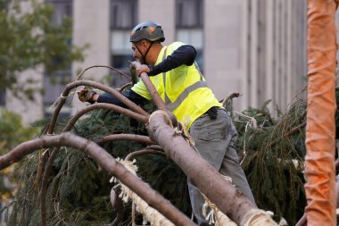 Noel ağacı Rockefeller Center 'a geliyor. 11 Kasım 2023, New York, ABD: Manhattan şehir merkezindeki Rockefeller Center Noel ağacının dün gece gelmesi tatil sezonunun başlangıcı oldu. Vestal 'dan selamlar. 