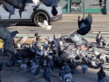 New York 'taki güvercinler arasında en güçlü olanın hayatta kalması. 20 Kasım 2023, New York, ABD: Yoldan geçen biri tarafından Washington Heights, New York 'a bırakılan yemek yığınları için savaşan ve mücadele eden güvercinler arasında hayatta kalmak, böylece,