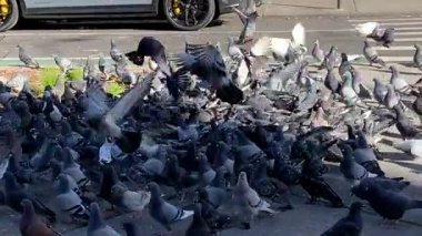 New York 'taki güvercinler arasında en güçlü olanın hayatta kalması. 20 Kasım 2023, New York, ABD: Yoldan geçen biri tarafından Washington Heights, New York 'a bırakılan yemek yığınları için savaşan ve mücadele eden güvercinler arasında hayatta kalmak, böylece,