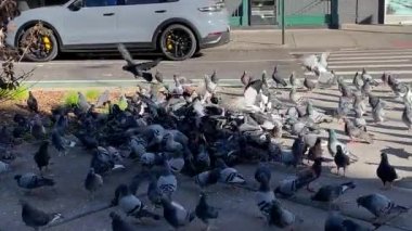 New York 'taki güvercinler arasında en güçlü olanın hayatta kalması. 20 Kasım 2023, New York, ABD: Yoldan geçen biri tarafından Washington Heights, New York 'a bırakılan yemek yığınları için savaşan ve mücadele eden güvercinler arasında hayatta kalmak, böylece,