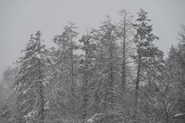 New York, Jervis Limanı 'nda kar yağışı çok yüksek. 7 Ocak 2024, Port Jervis, New York, ABD: 2024 yılının ilk kar fırtınası sırasında Port Jervis, New York 'a 13 inç' in üzerinde bir düşüş yaşandı. Arabalar sıkıştı ve halk otoyollarda ve garaj yollarında mahsur kaldı.