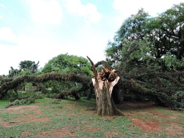Sao Paulo (SP), Brezilya 01 / 09 / 2024 - Ibirapuera Parkı, ikinci sırada Sao Paulo 'nun başkentini vuran sağanak yağış nedeniyle bu Salı (8) saat 14.30 sularında kapatıldıktan sonra kamuoyuna yeniden açıldı (9).)
