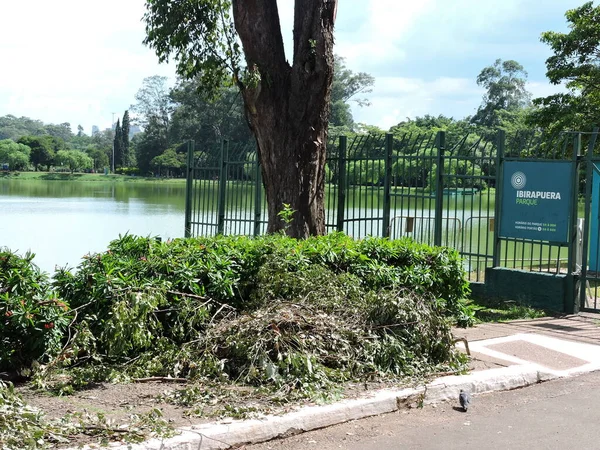 Sao Paulo Brazília 2024 Ibirapuera Parkot Kedden Délután Körül Nyitották — Stock Fotó