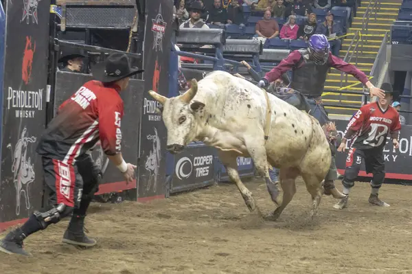 stock image 2024 Professional Bull Riders Pendleton Whisky Velocity Tour in Bridgeport, Connecticut. March 2, 2024, New York, New York, USA: Bull Riders compete during the Professional Bull Riders (PBR) 