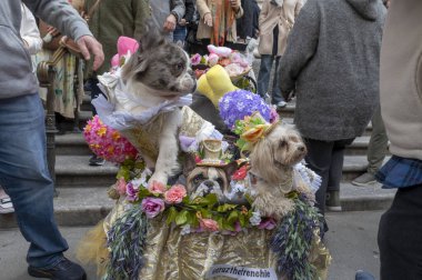 Paskalya Şapka Töreni. 31 Mart 2024, New York, New York, ABD: Paskalya Geçidi ve Bonnet Festivali 'nde şapkalı köpekler Beşinci Cadde boyunca St. Patrick Katedrali' nin önünde görüldü