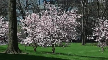 Forsythia çalısı, Hawthorn ve Magnolia ağaçları Manhattan 'ın güney ve batı yakasında bir Central Park. Nisan 09, 2024, New York, ABD
