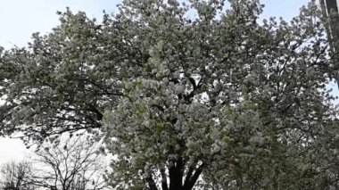 Forsythia çalısı, Hawthorn ve Magnolia ağaçları Manhattan 'ın güney ve batı yakasında bir Central Park. Nisan 09, 2024, New York, ABD