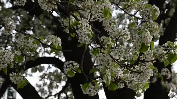 Forsythia Bush Hawthorn Magnolia Trees Central Park South West Side — Stock Video