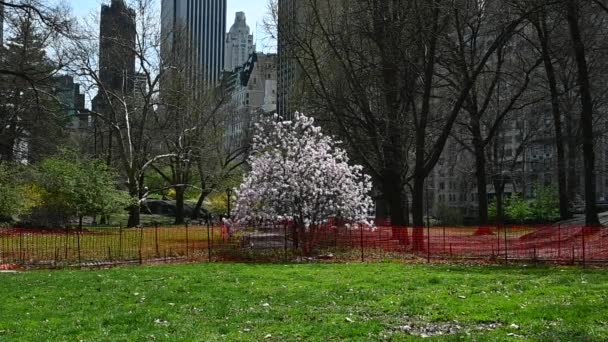 Forsythia Busken Hagtorn Och Magnolia Träd Central Park Söder Och — Stockvideo