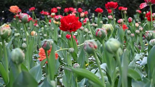 ニューヨーク市で春が咲く 2024年4月16日 ニューヨーク アメリカ合衆国 春の季節に ニューヨーク市はバラ チューリップ ダフィル その他の咲く植物から咲く花の様々なドレスを着ています — ストック動画