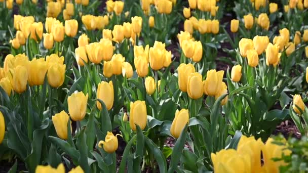 Spring Blooming New York City April 2024 New York Usa — Stock Video