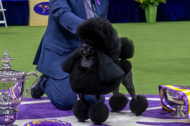 (Westminster Köpek Kulübü Yıllık Köpek Şovu 'nun en iyi şovu. 14 Mayıs 2024, New York, New York, ABD: Houston, Teksas 'tan Minyatür Kaniş olarak da bilinen Surrey Sage' i idare eden Kaz Hosaka
