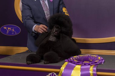 (NEW) Westminster Kennel Club Crowns Best In Show At Annual Dog Show. May 14, 2024, New York, New York, USA: Handler Kaz Hosaka with Surrey Sage, also known as a Miniature Poodle from Houston, Texas clipart