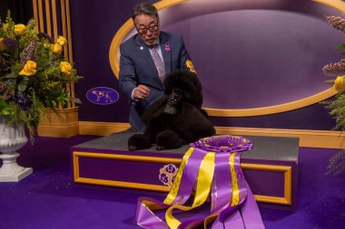 (NEW) Westminster Kennel Club Crowns Best In Show At Annual Dog Show. May 14, 2024, New York, New York, USA: Handler Kaz Hosaka with Surrey Sage, also known as a Miniature Poodle from Houston, Texas clipart