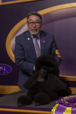 (Westminster Köpek Kulübü Yıllık Köpek Şovu 'nun en iyi şovu. 14 Mayıs 2024, New York, New York, ABD: Houston, Teksas 'tan Minyatür Kaniş olarak da bilinen Surrey Sage ile birlikte Handler Kaz Hosaka