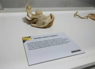 Sao Paulo (SP), 05 / 17 / 2024 - Uluslararası İnsan Vücut Sergisi Sao Paulo 'ya geldi ve bugünden itibaren 16 Mayıs - 18 Ağustos 2024 tarihleri arasında SP Market' te gerçek vücutlarla eğitim sergisine ev sahipliği yaptı..