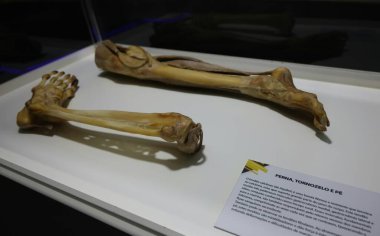 Sao Paulo (SP), 05 / 17 / 2024 - Uluslararası İnsan Vücut Sergisi Sao Paulo 'ya geldi ve bugünden itibaren 16 Mayıs - 18 Ağustos 2024 tarihleri arasında SP Market' te gerçek vücutlarla eğitim sergisine ev sahipliği yaptı..